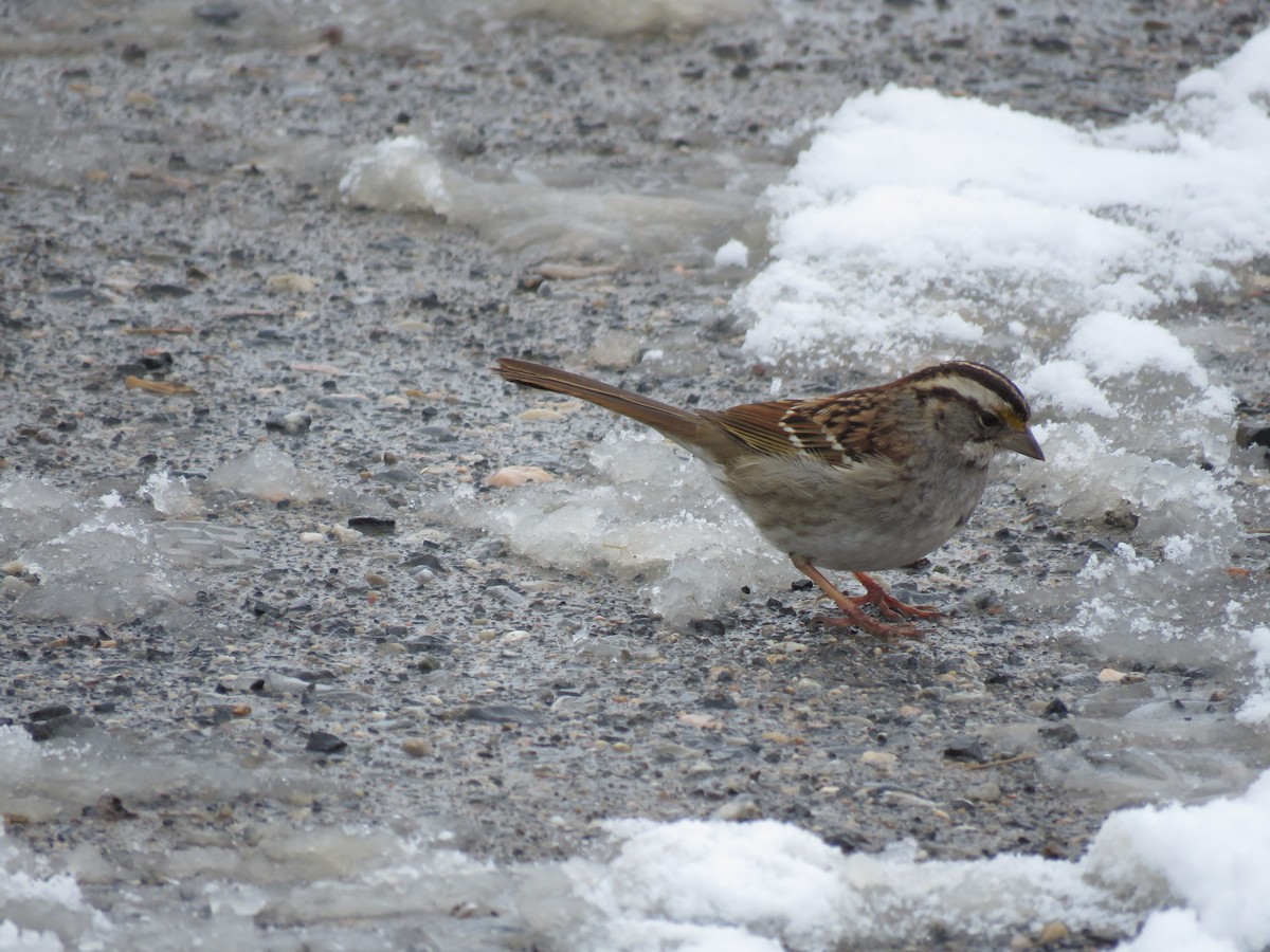 White-throated Sparrow - ML145340551