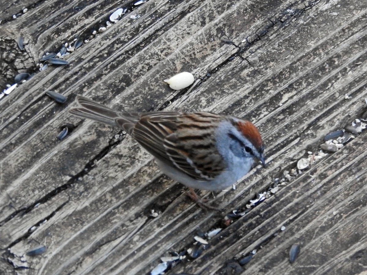 Chipping Sparrow - ML145340591