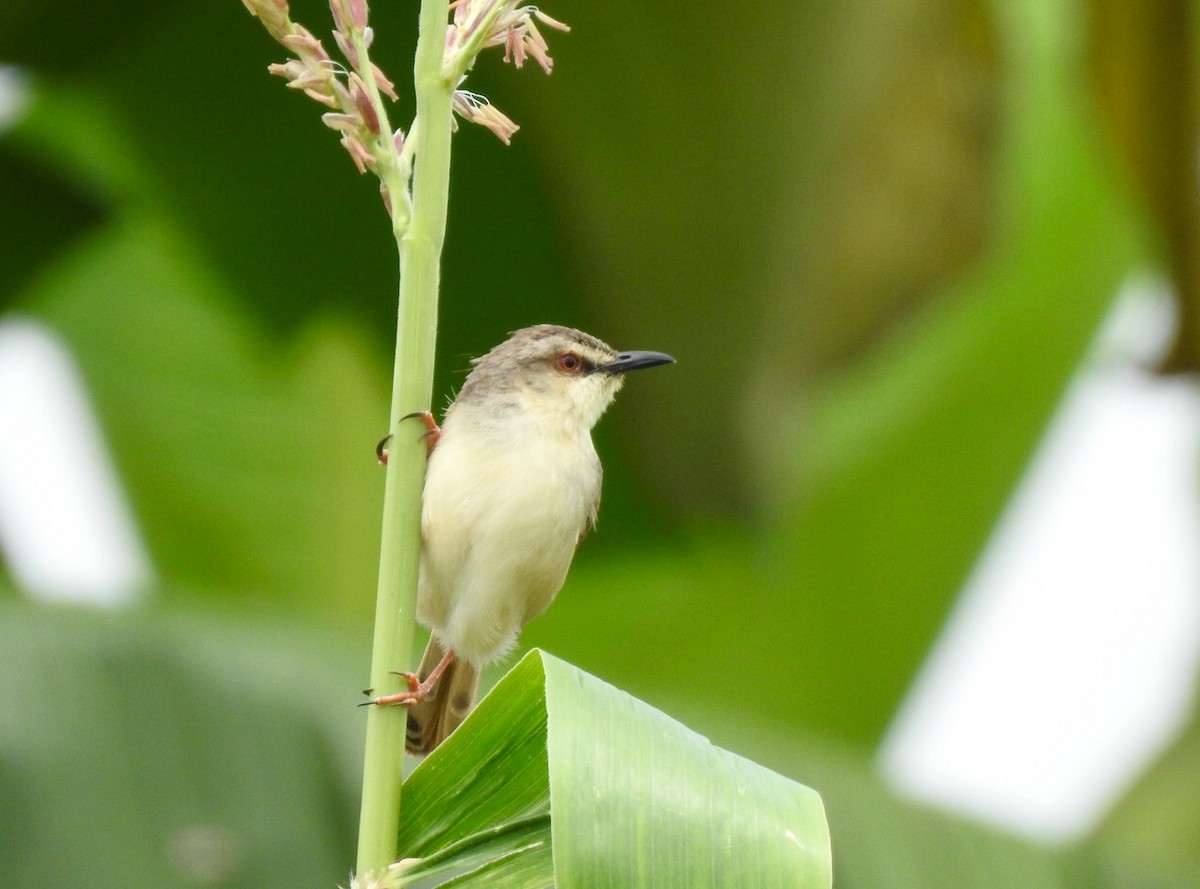Tawny-flanked Prinia - Candy Giles