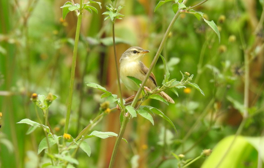 Tawny-flanked Prinia - Candy Giles