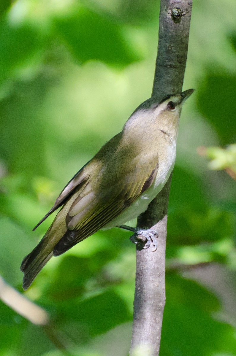 Red-eyed Vireo - Keith Bowers