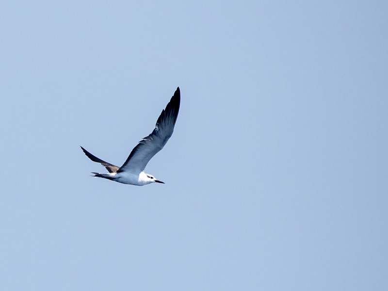 Bridled Tern - Maynor Ovando