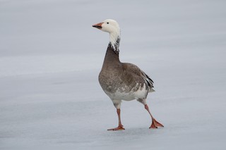 Snow Goose, ML145346001