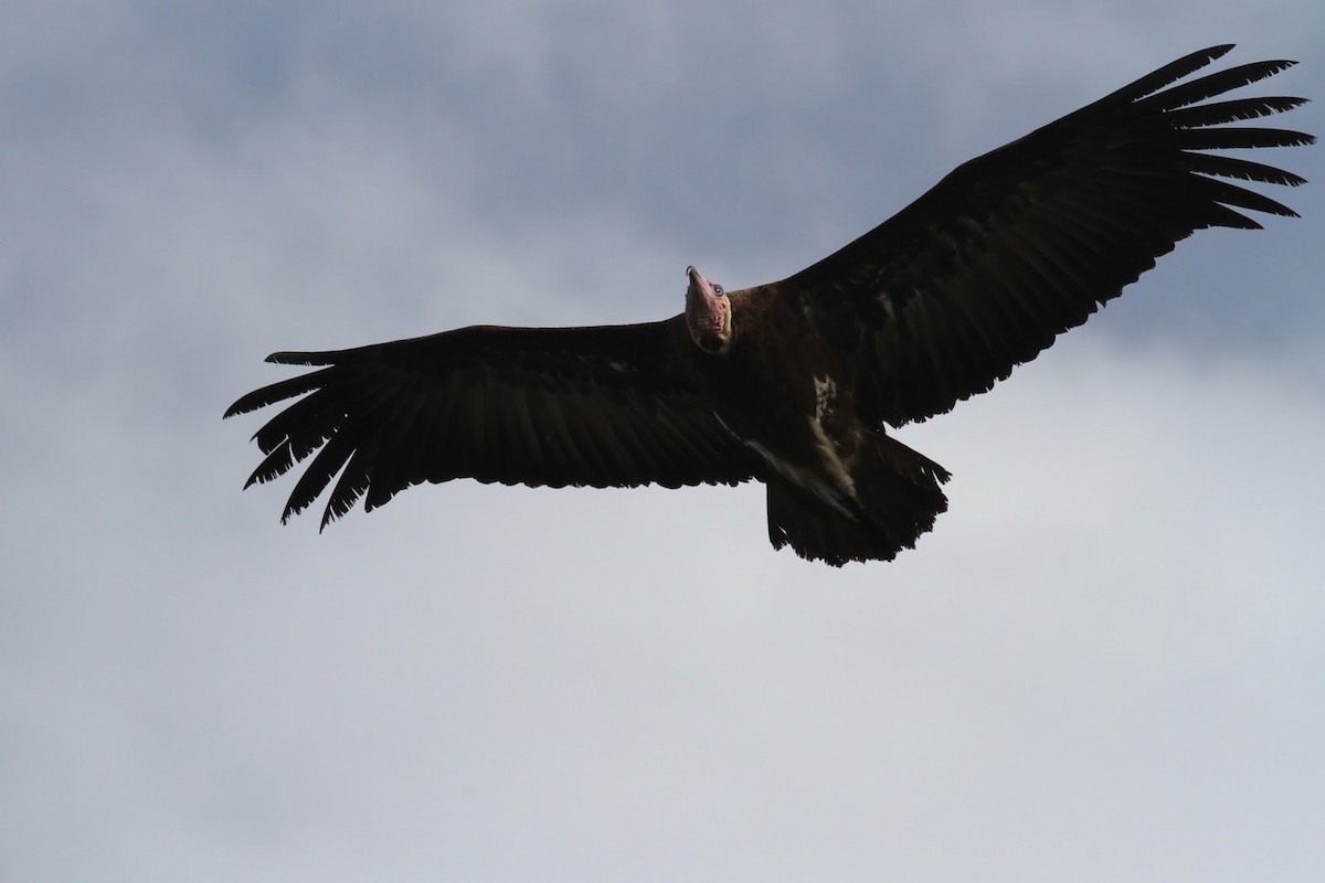 Hooded Vulture - Frédéric Bacuez