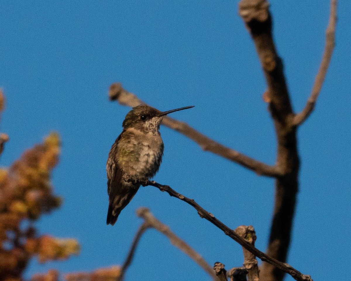 Ruby-throated Hummingbird - Dixie Sommers
