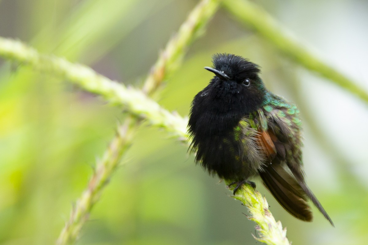 Black-bellied Hummingbird - ML145349511