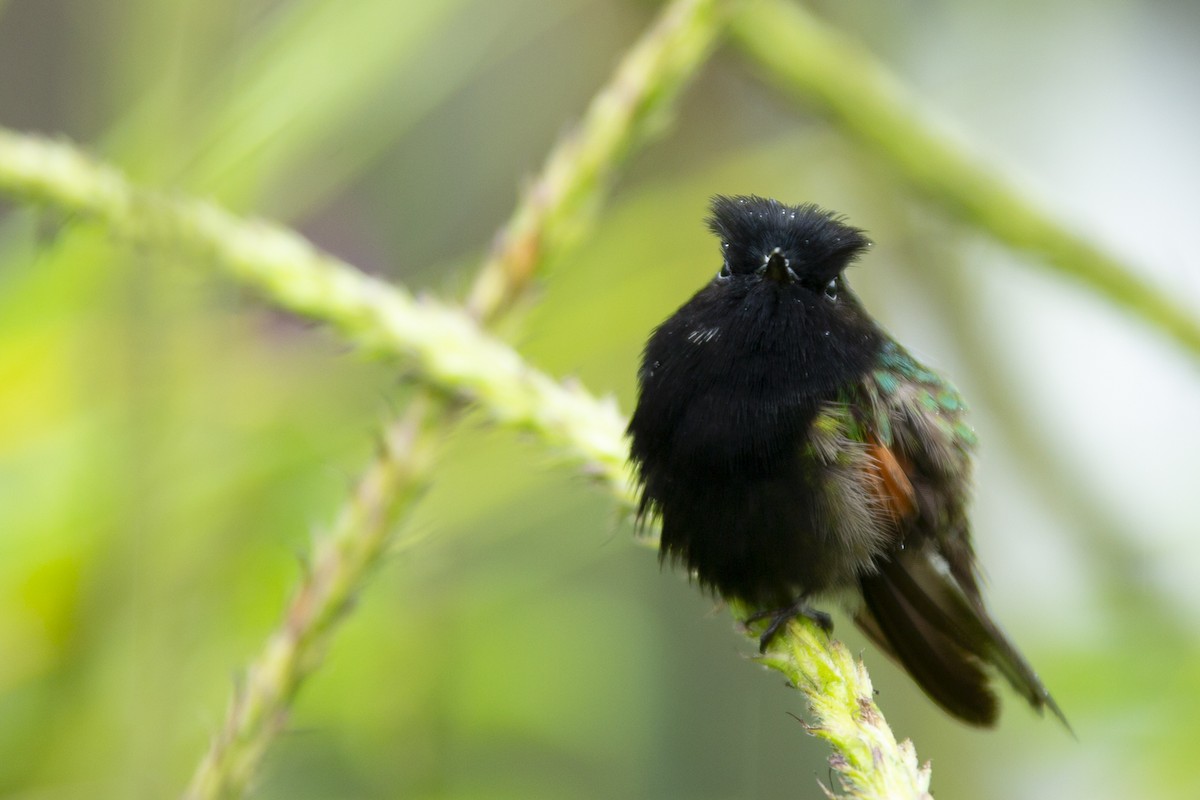 Black-bellied Hummingbird - ML145349581
