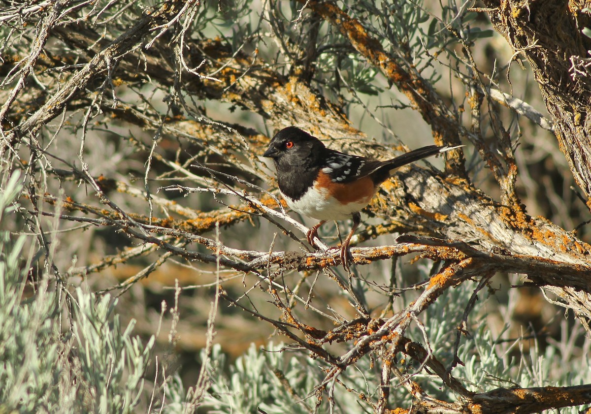 Spotted Towhee - ML145350931