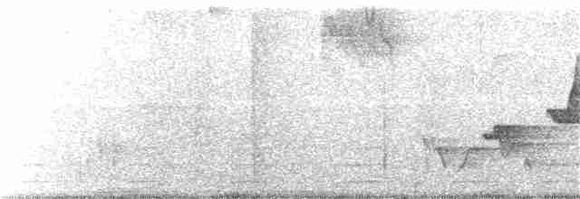 Gri Göğüslü Çıtkuşu (leucophrys/boliviana) - ML145351741