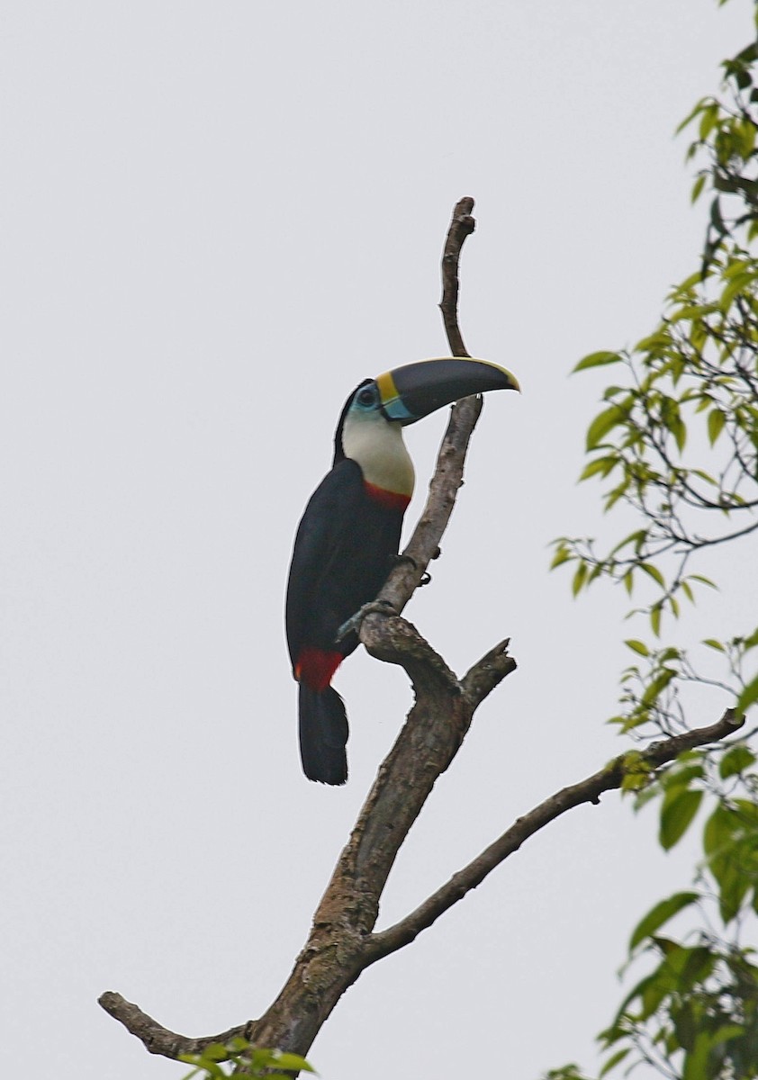 White-throated Toucan - Kenneth Trease