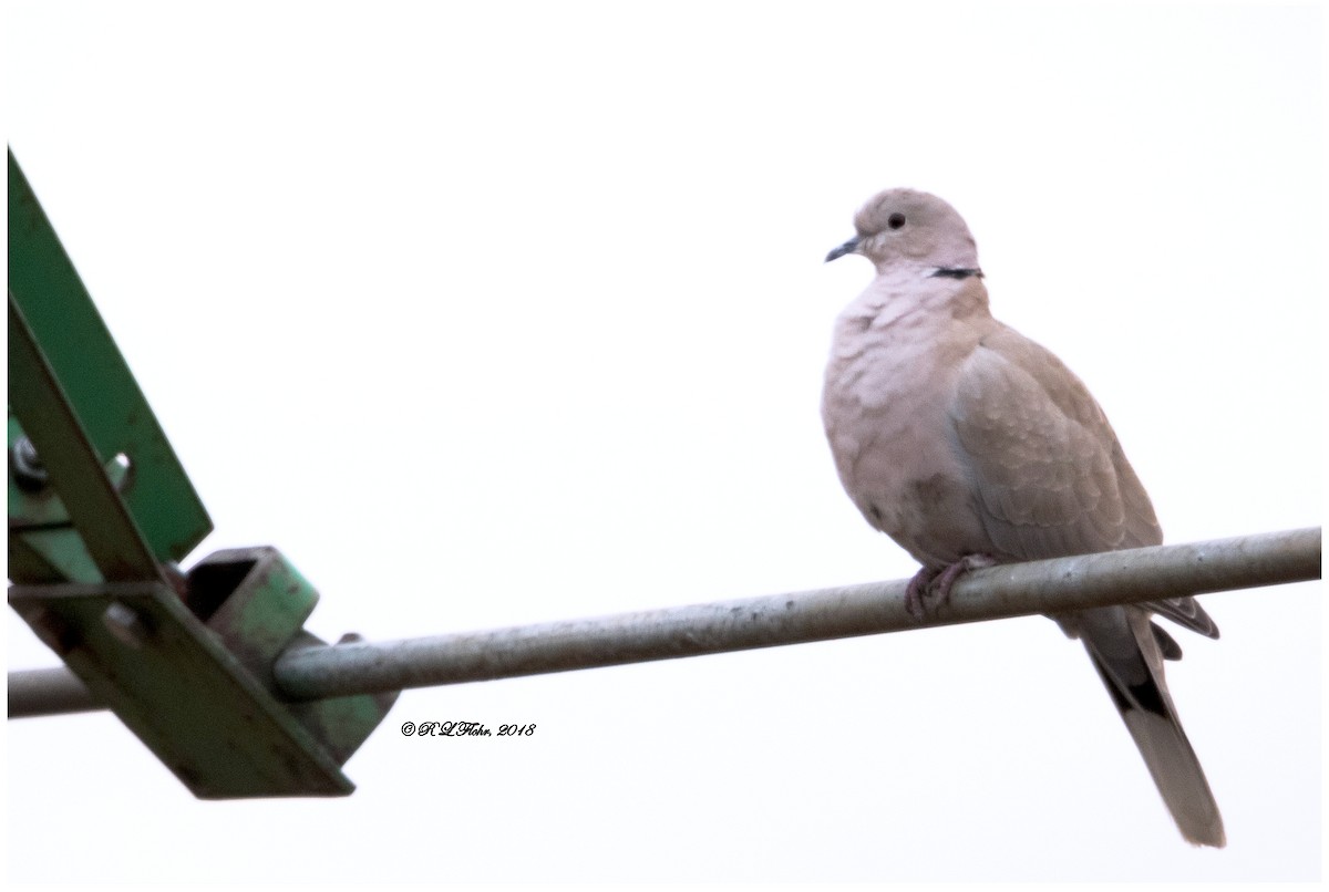 Eurasian Collared-Dove - Rita Flohr