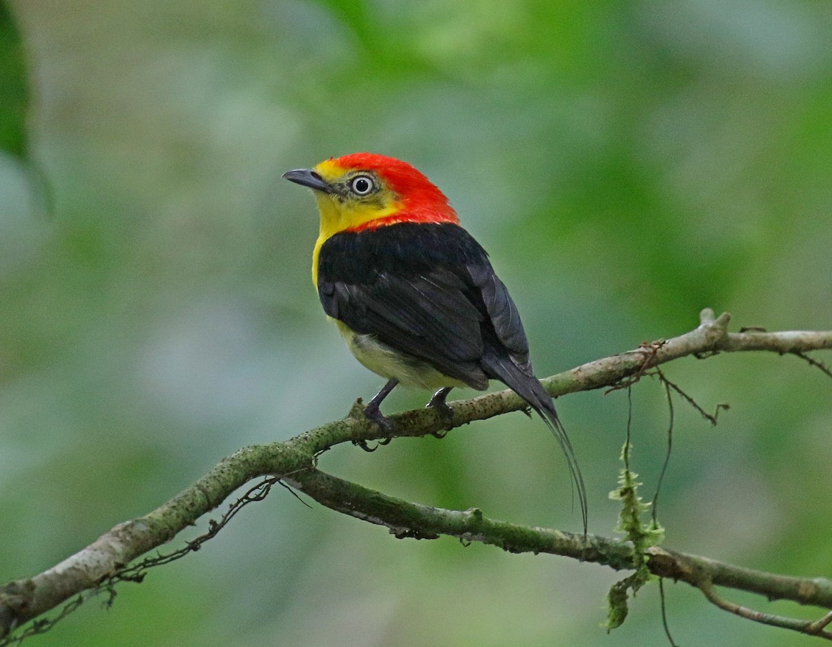 Wire-tailed Manakin - Kenneth Trease