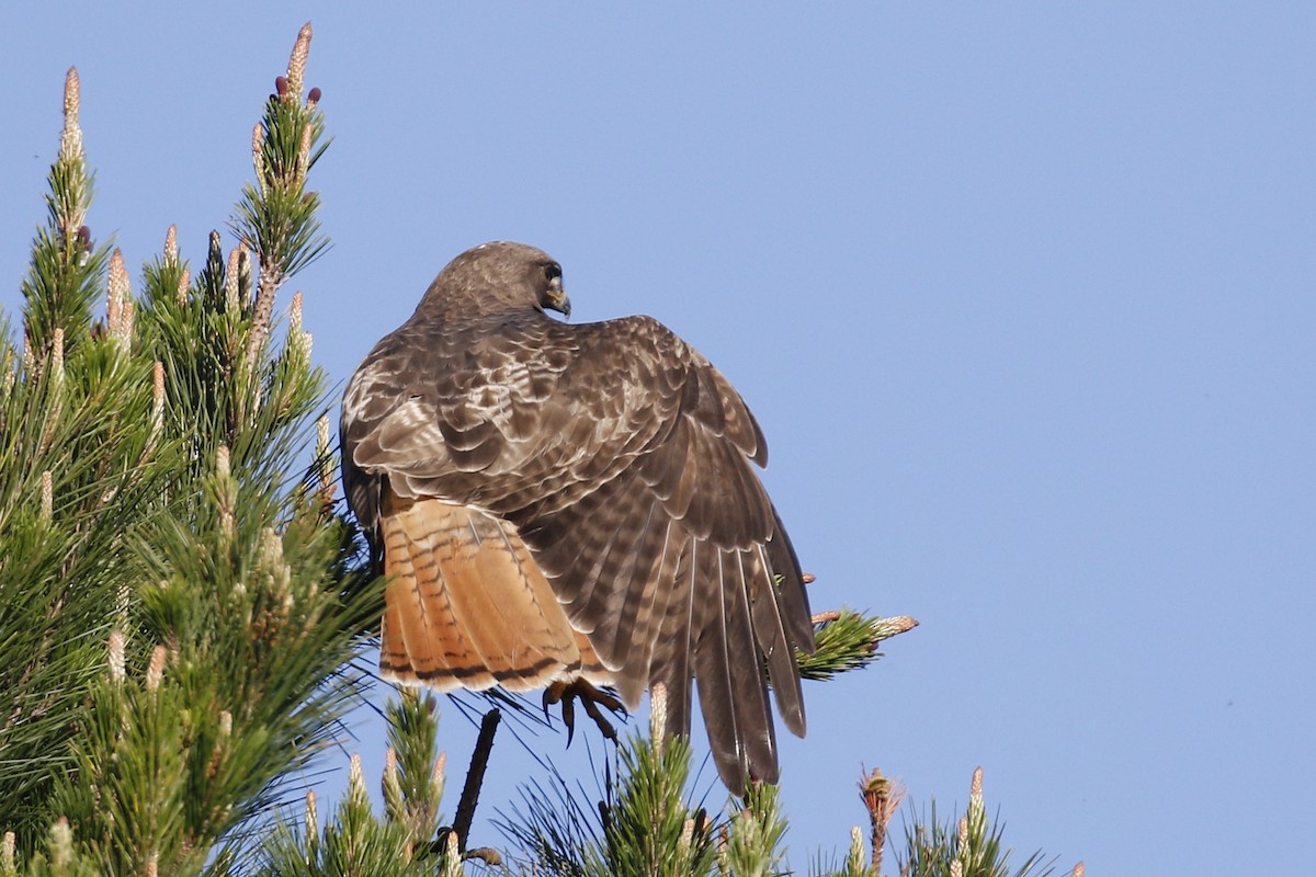 Red-tailed Hawk - ML145355401