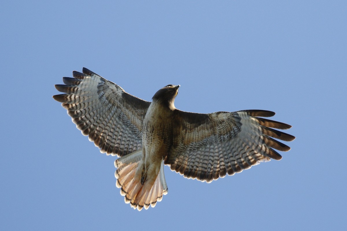 Red-tailed Hawk - ML145355411