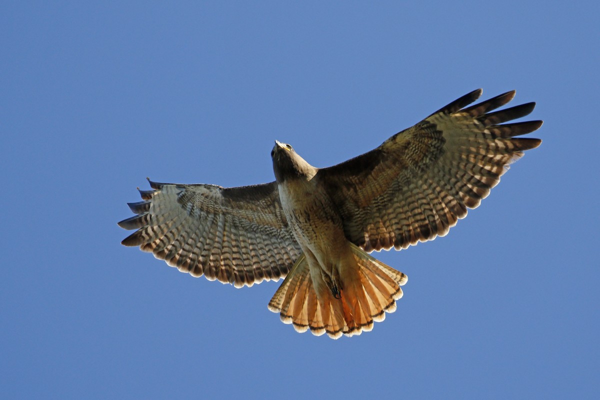 Red-tailed Hawk - ML145355421
