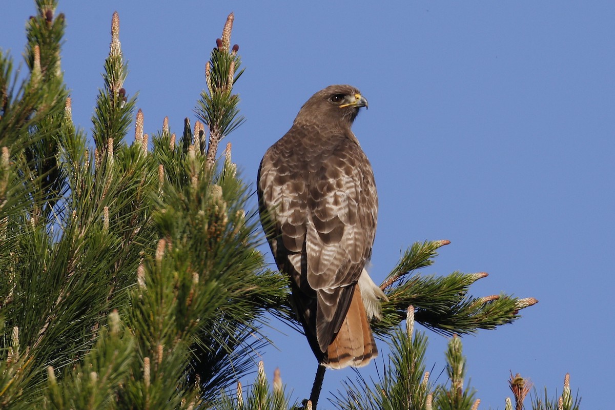 Red-tailed Hawk - ML145355461