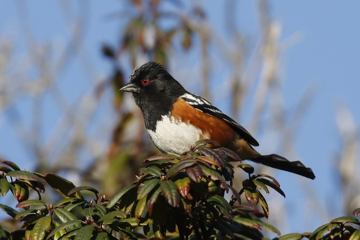 Spotted Towhee - ML145356241