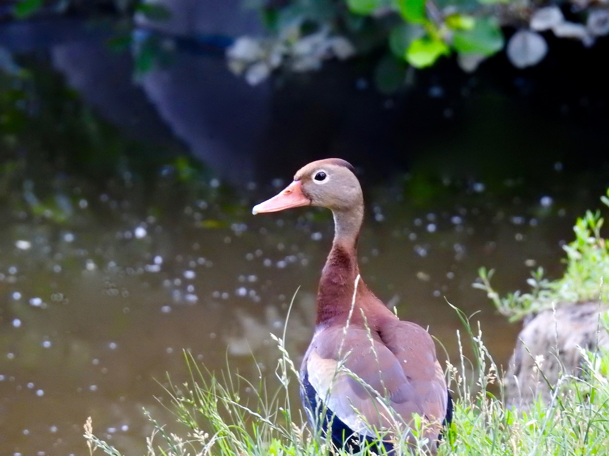 EBird Checklist 20 Jun 2018 Flick Park Glenview US IL 42 0754 87