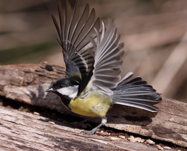  - Great Tit - 