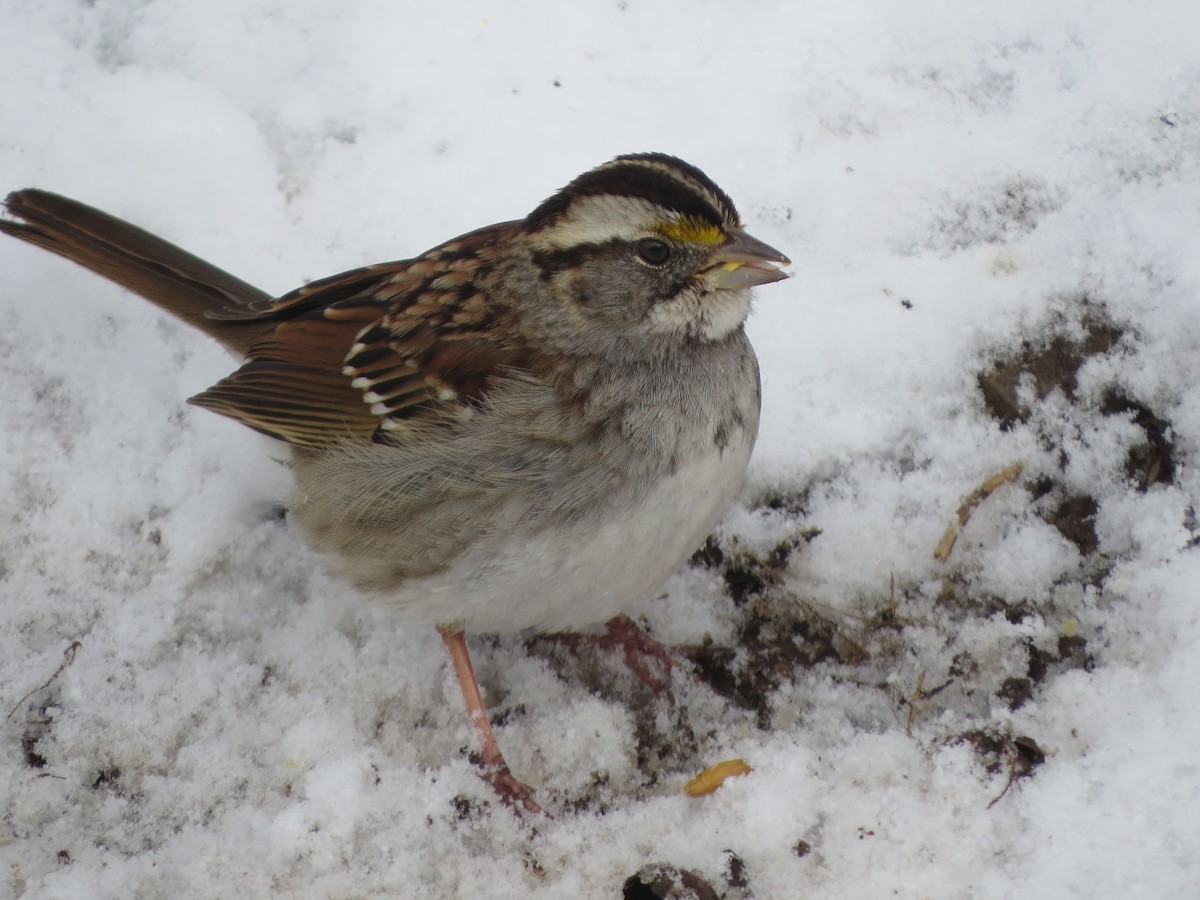 White-throated Sparrow - ML145360311
