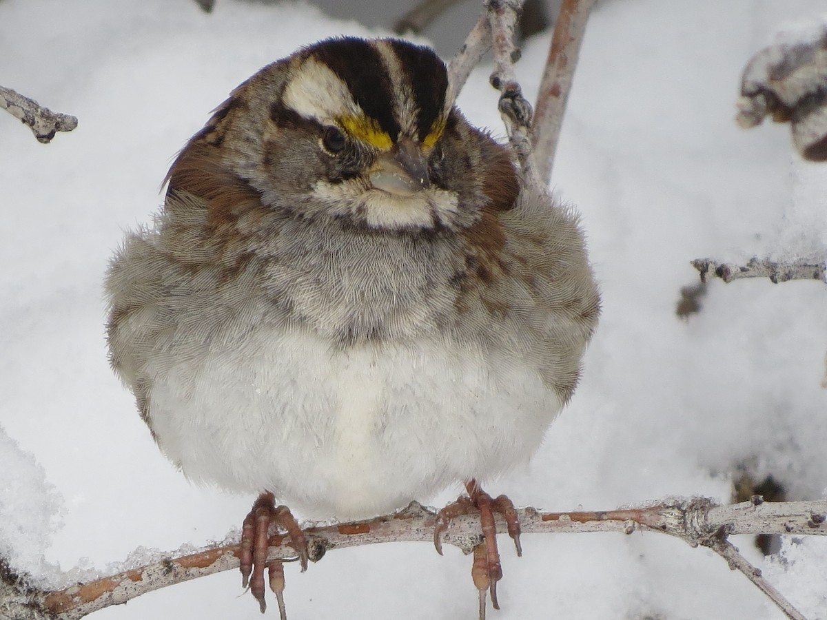 White-throated Sparrow - ML145360321
