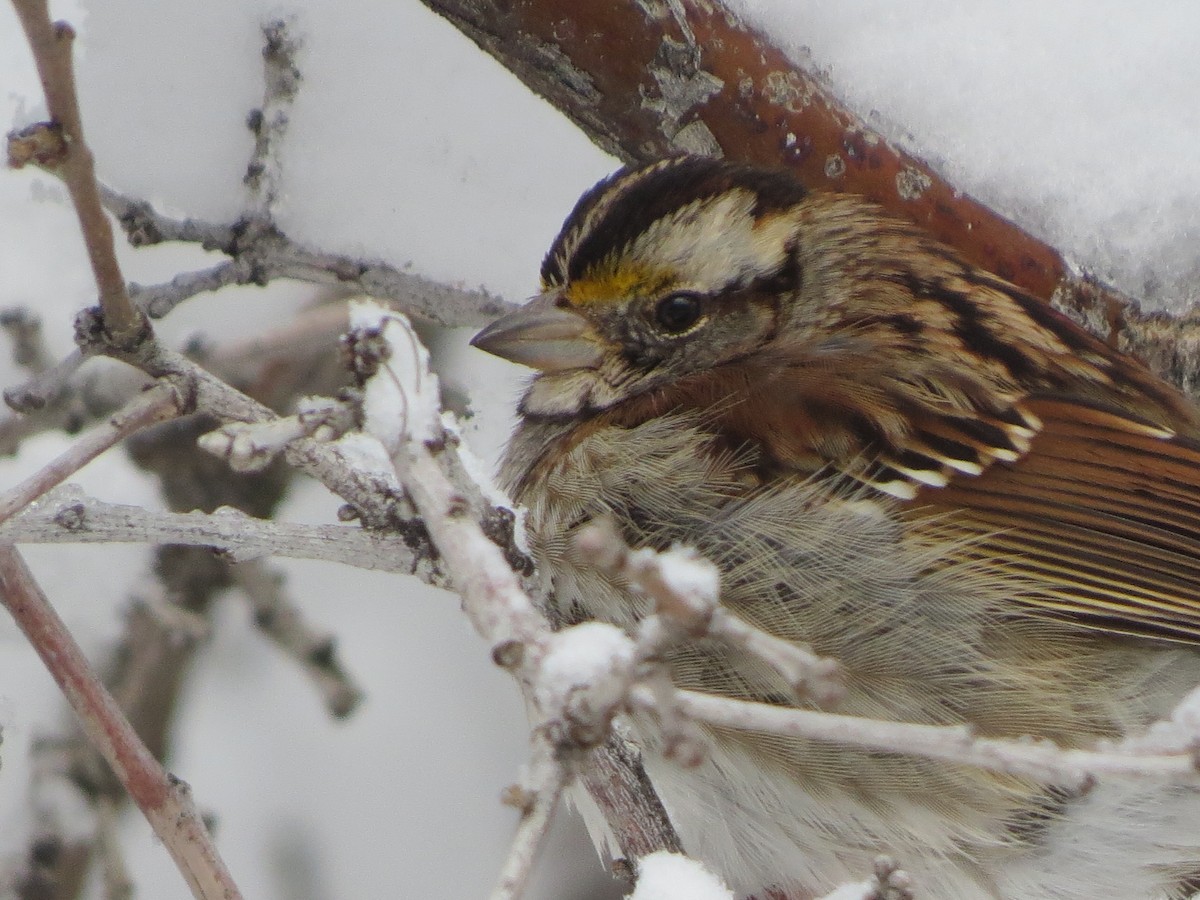 White-throated Sparrow - ML145360341