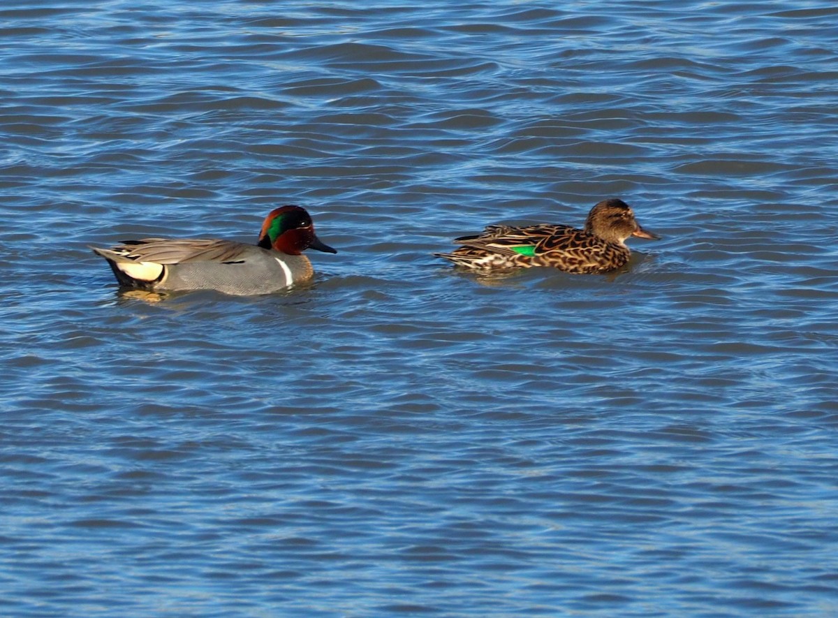 Green-winged Teal - Bob Foehring