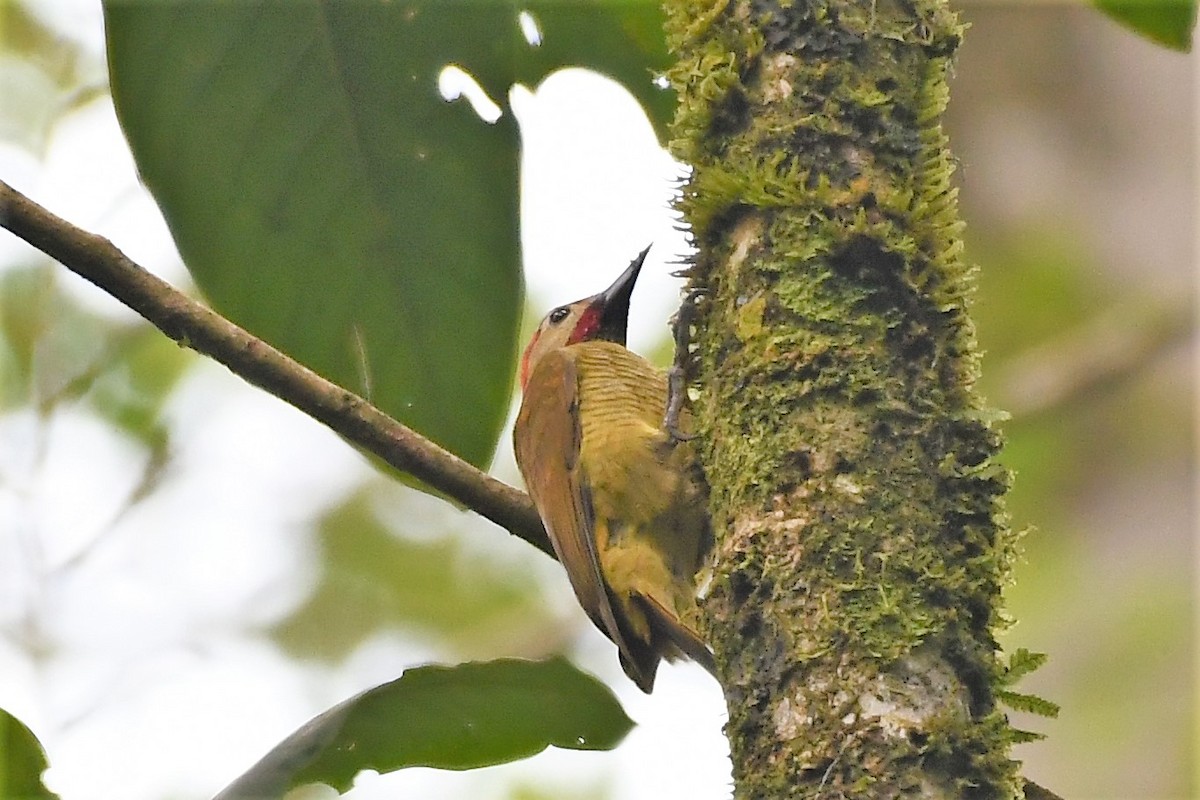 Golden-olive Woodpecker - Liz Harper
