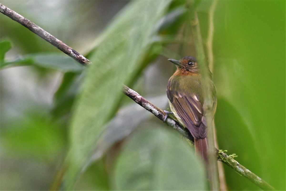 Rufous-breasted Flycatcher - ML145366051
