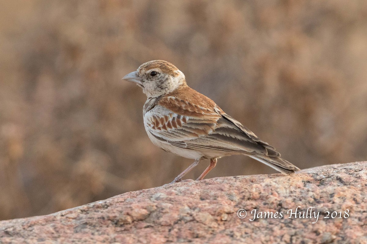 Chestnut-backed Sparrow-Lark - Jim Hully