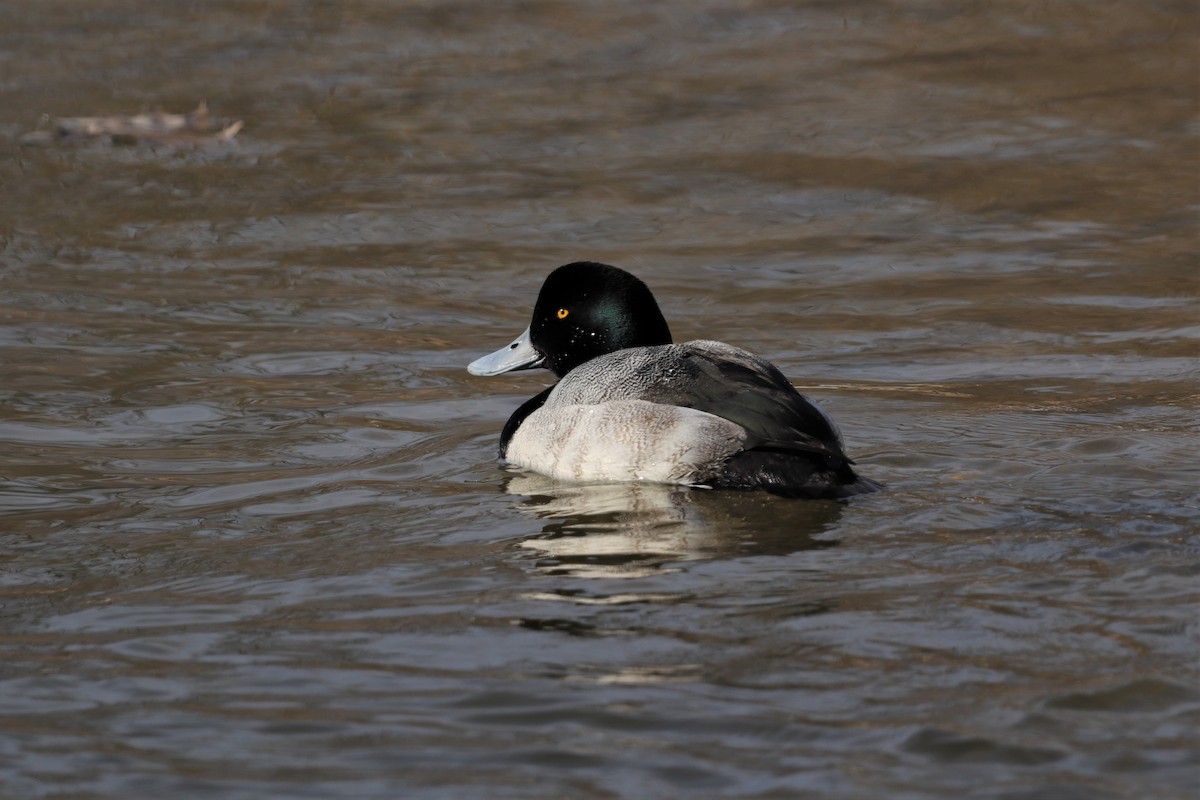 Greater Scaup - James Trombley