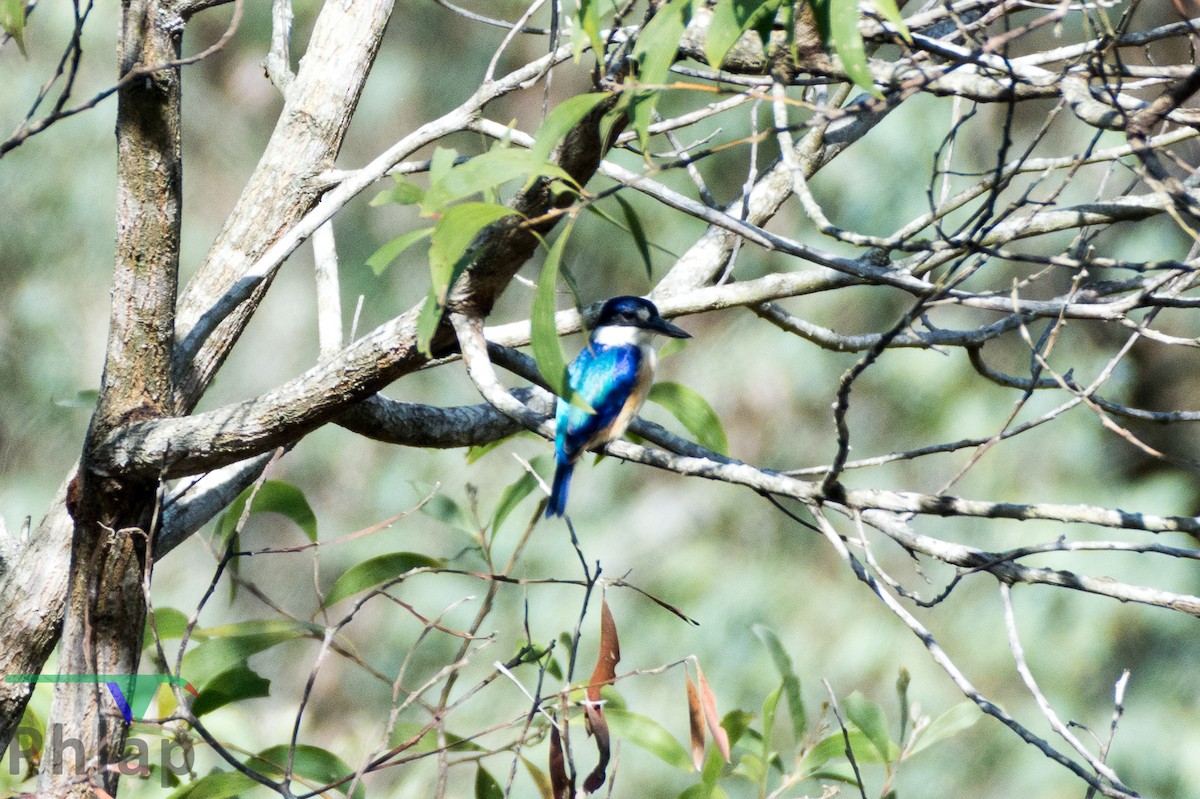 Forest Kingfisher - Rodney Appleby