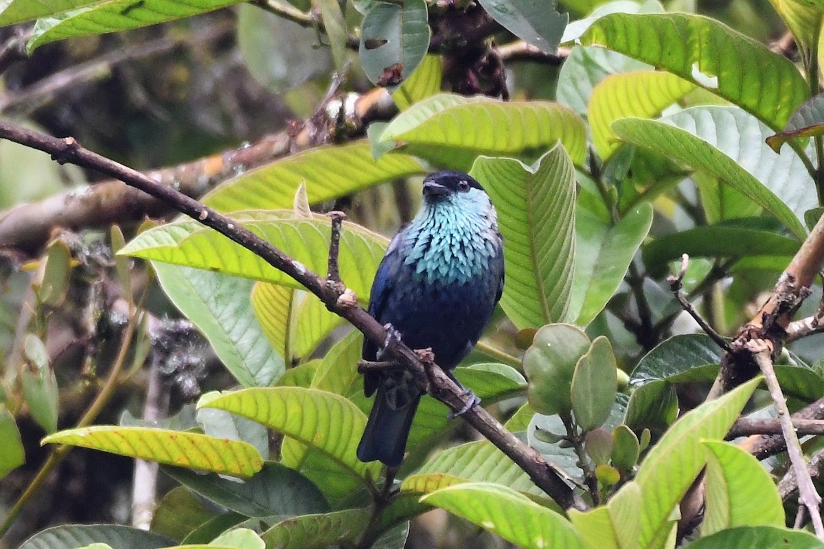 Black-capped Tanager - ML145373211