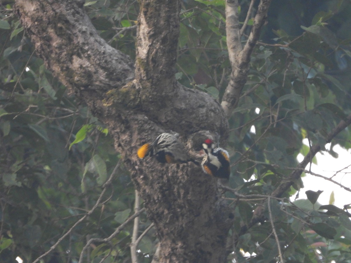 White-naped Woodpecker - ML145374041