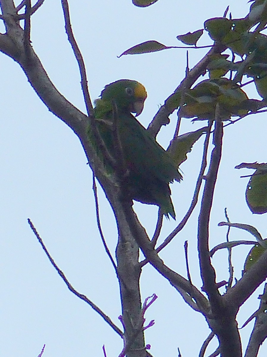Yellow-crowned Parrot - Ben Jesup