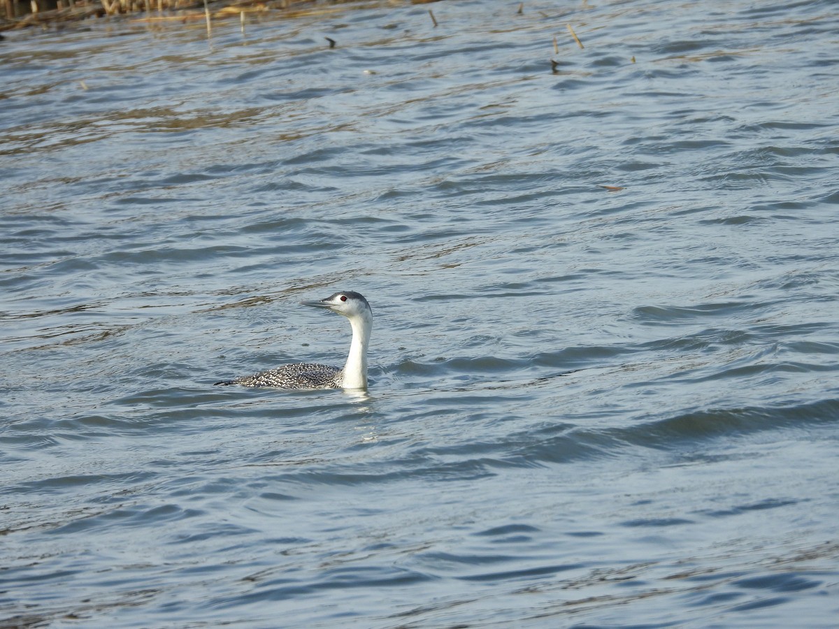 Red-throated Loon - LF Melliny