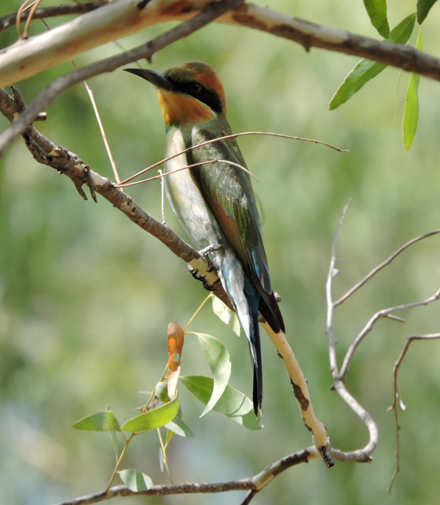 Rainbow Bee-eater - Mark Ley