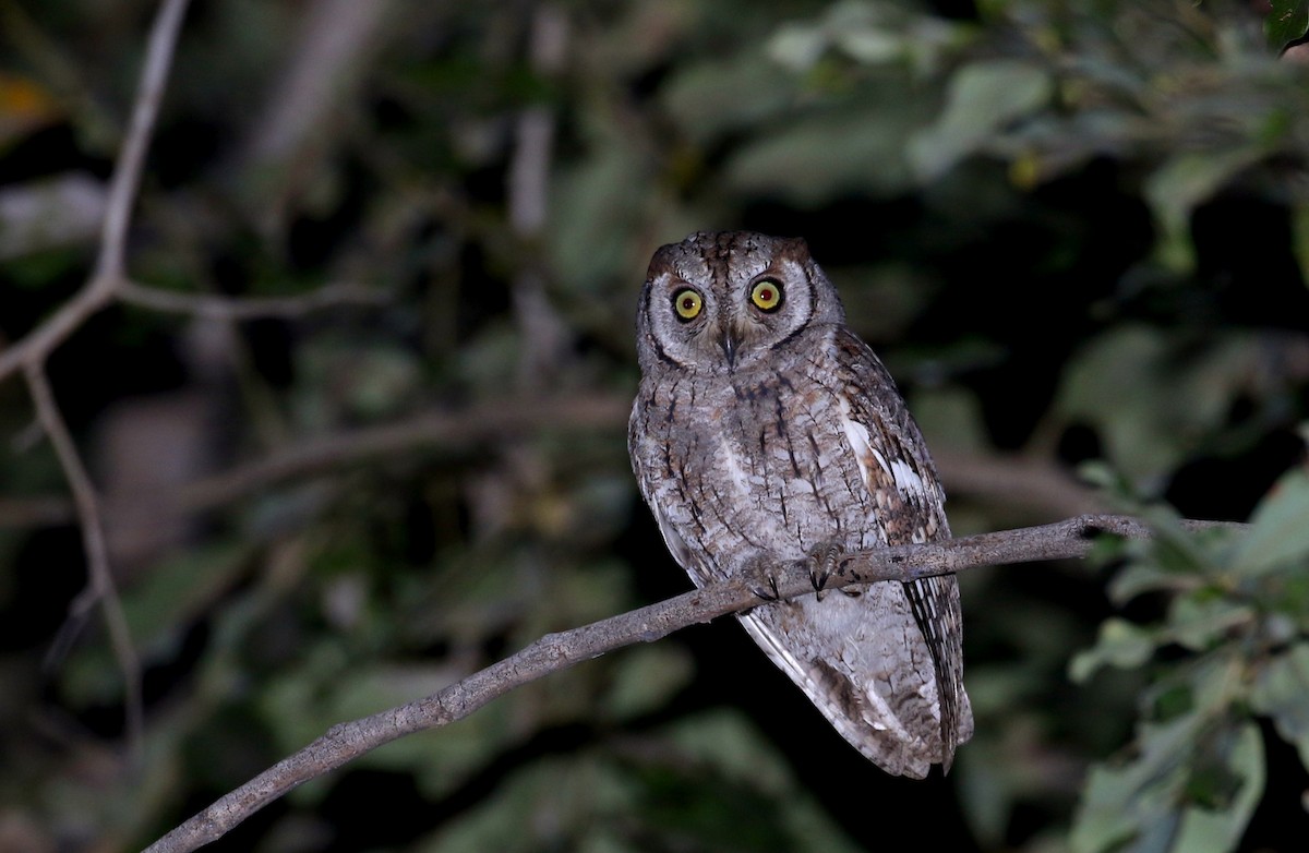 African Scops-Owl (African) - ML145378511