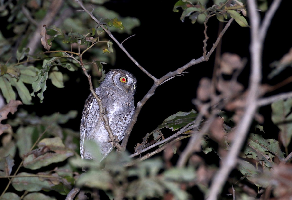 African Scops-Owl (African) - ML145378581