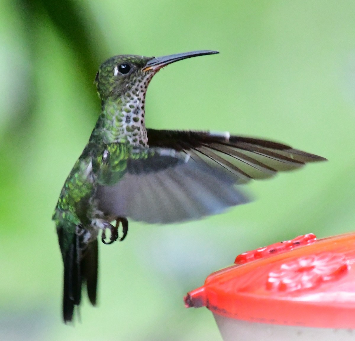 Many-spotted Hummingbird - ML145380581