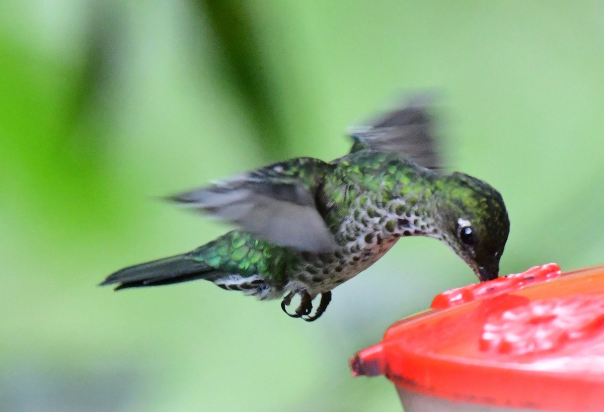 Many-spotted Hummingbird - ML145380591