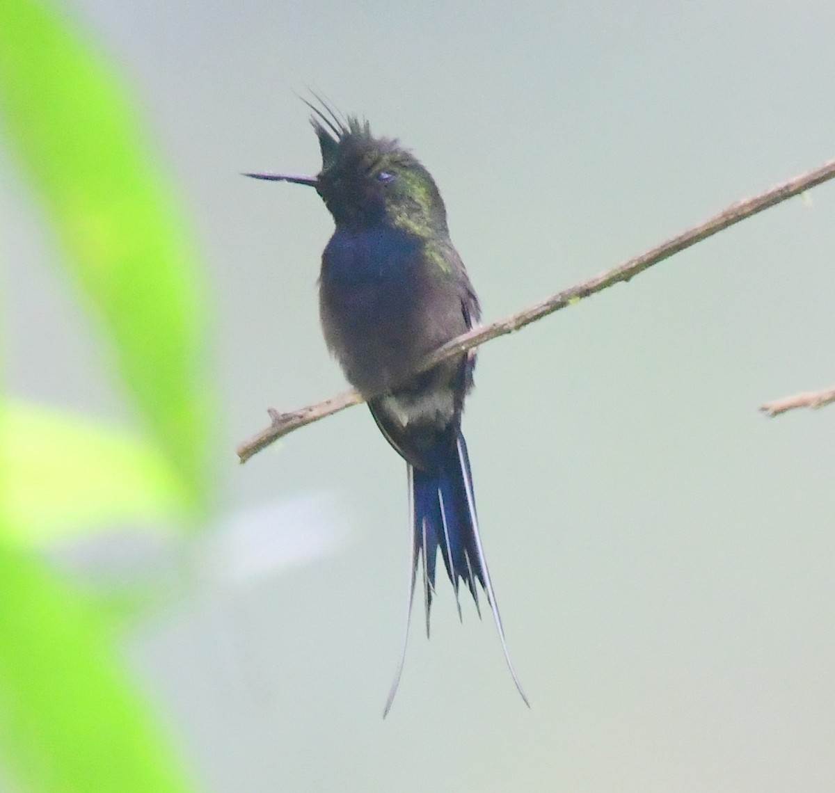 Wire-crested Thorntail - ML145380861