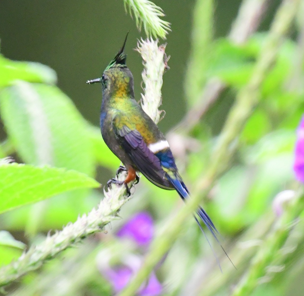 Wire-crested Thorntail - ML145380901