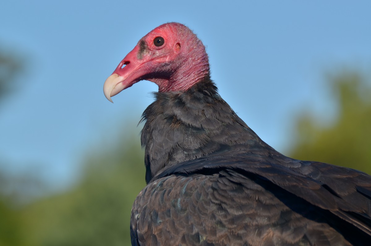 Turkey Vulture - ML145381071