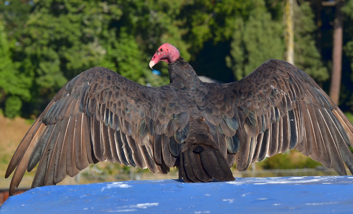 Turkey Vulture - Pablo Gutiérrez Maier