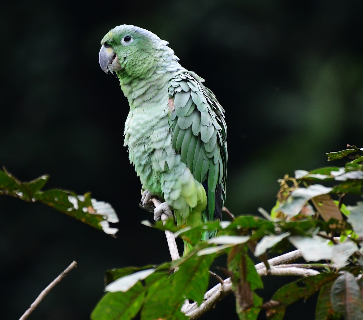 Mealy Parrot - ML145381381