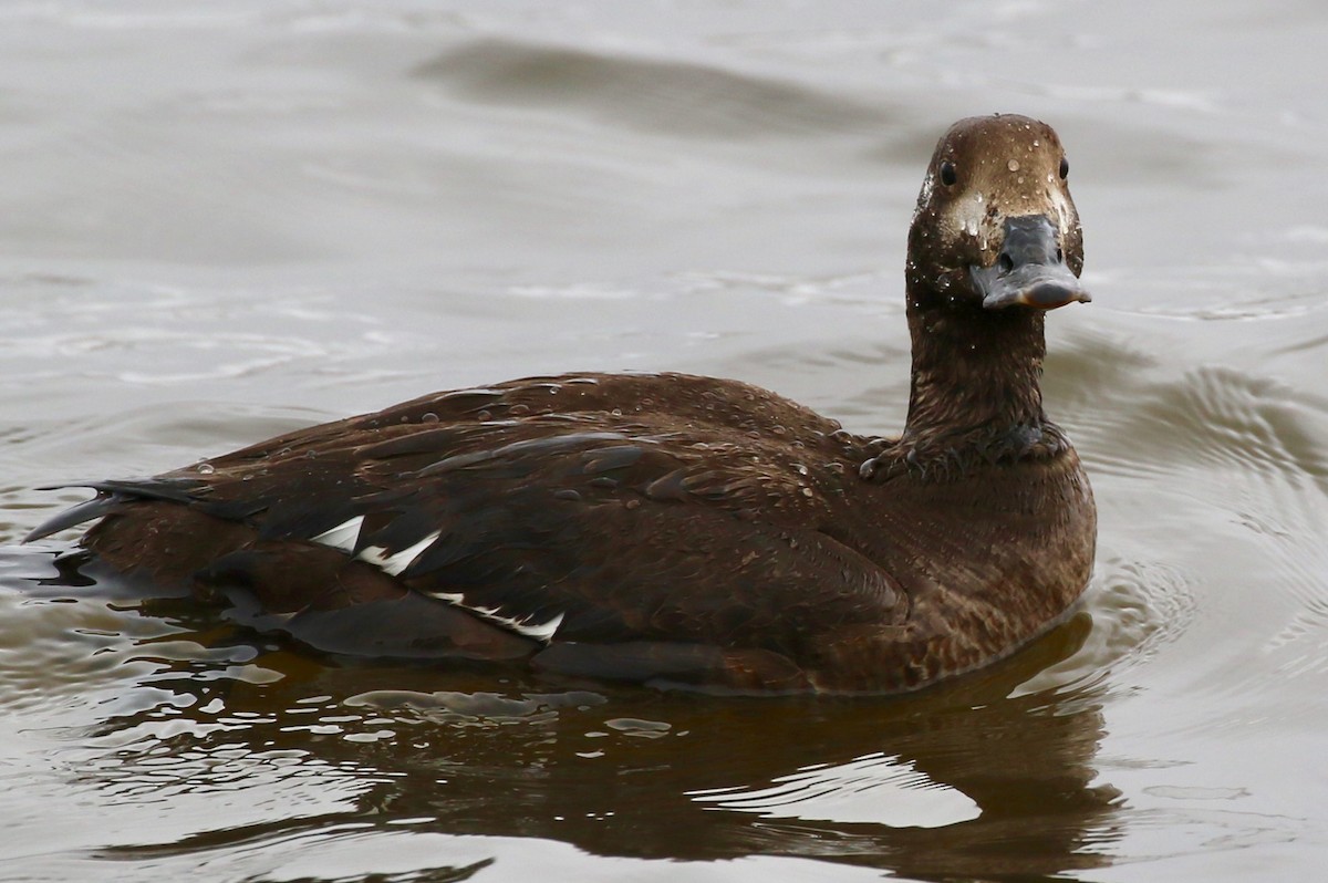 White-winged Scoter - Holly Cox