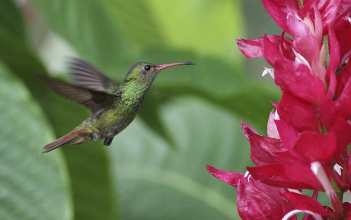 Rufous-tailed Hummingbird - Joe Sweeney