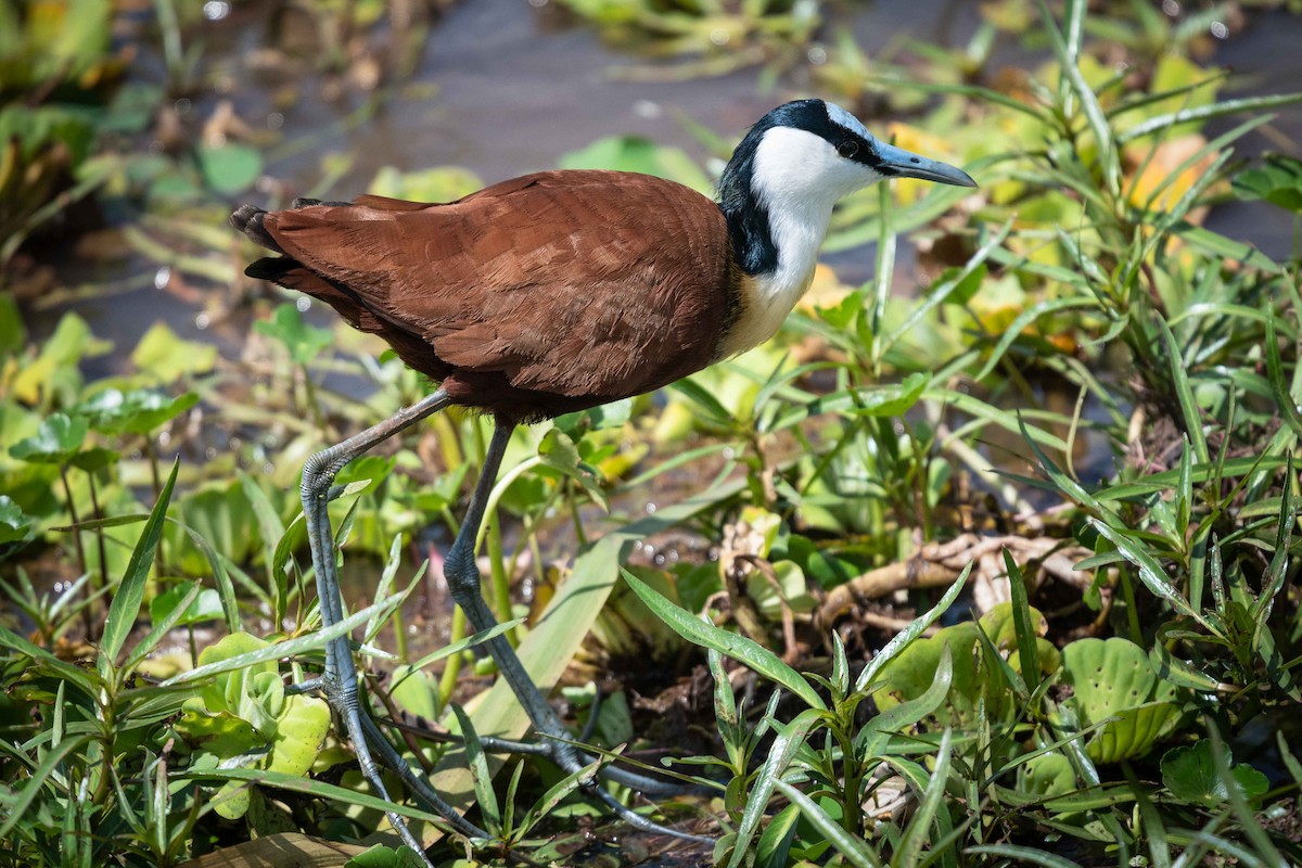 African Jacana - Deb Ford