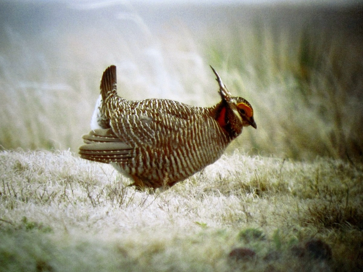 Lesser Prairie-Chicken - John Drummond